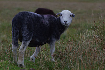 Sheep standing in a field