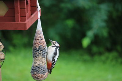 Close-up of bird perching on feeder