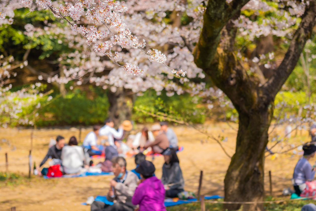 GROUP OF PEOPLE ON CHERRY BLOSSOM TREE