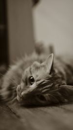 Close-up portrait of cat
