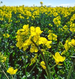 Close-up of yellow flowers blooming in field