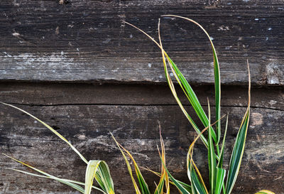 Close-up of fresh green grass