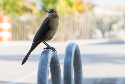 Close-up of grackle perching outdoors