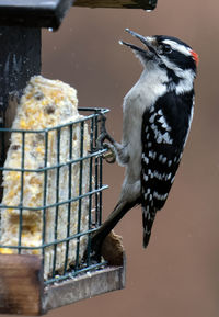 A woodpecker on the suet feeder