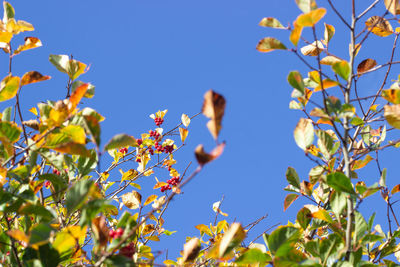 Low angle view of flowering plants against blue sky