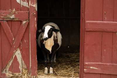 Cute sheep stands at an open barn door, farm background