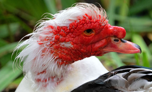 Close-up of a bird