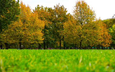 Trees in grass