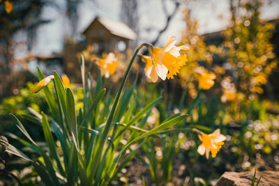 Close-up of yellow flowering plant on field