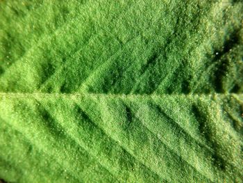 Extreme close up of water drops on leaf