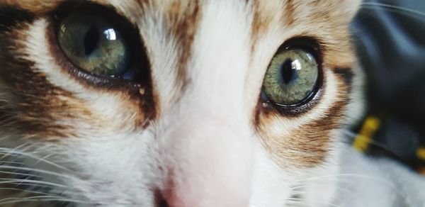 Close-up portrait of cat