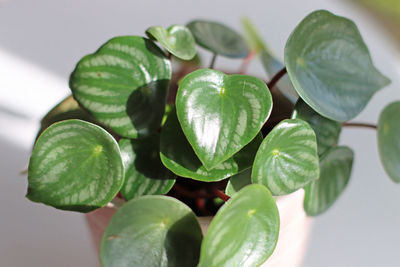 High angle view of green leaves on plant