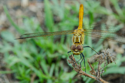 Close-up of dragonfly on plant