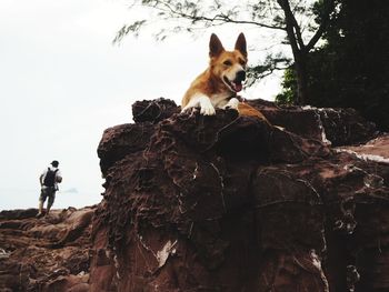 Dog on rock against sky