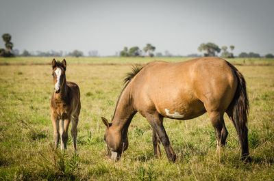 Horses in a field