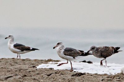 Seagulls perching on snow covered sand