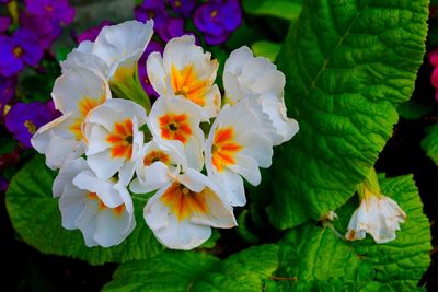 Close-up of flowers blooming outdoors