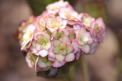 Close-up of pink rose flower buds