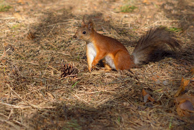 Close-up of squirrel