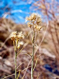 Close-up of wilted plant on field