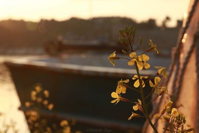 Close-up of flowering plant against sky