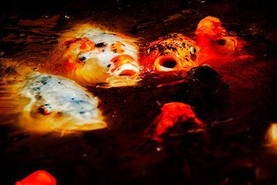 Close-up of koi fish in sea