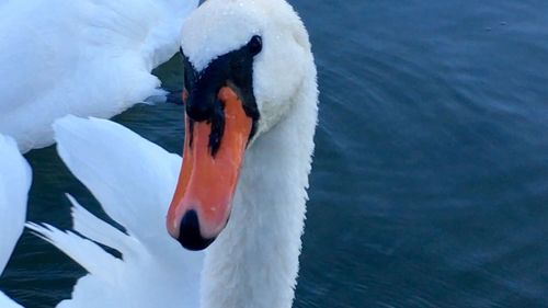Close-up of swan swimming in lake