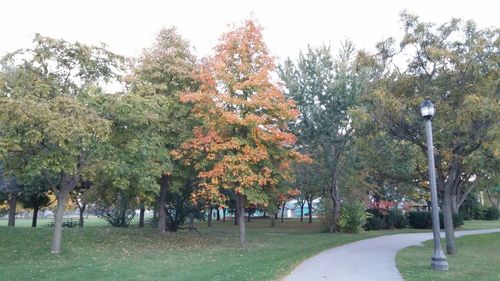 Footpath amidst trees