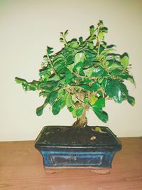 Close-up of potted plant on table at home