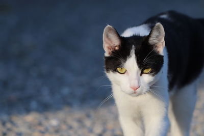 Close-up portrait of a cat