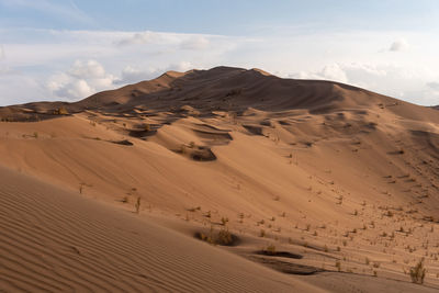 View from nature and landscapes of dasht e lut or sahara desert with rotten tamarisk tree .