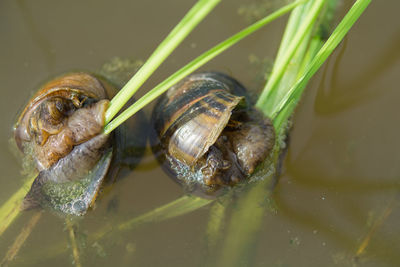 Close-up of snail in water