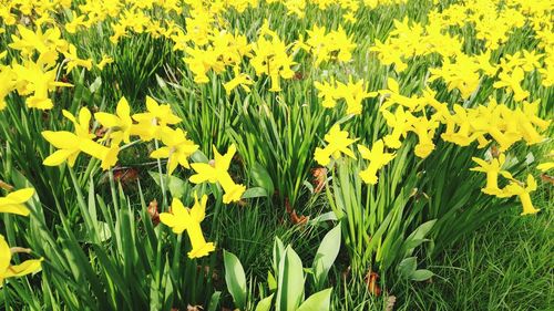 Yellow flowers blooming in field