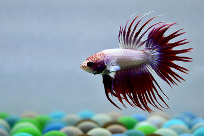 Crowntails betta fish from thailand or siamese fighting fish isolated in  grey 
 background