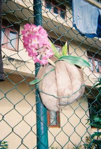 Close-up of flowers against chainlink fence