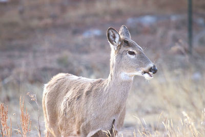 A deer looking upon it's herd in a field during sunset.