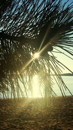 Palm trees on beach against sky