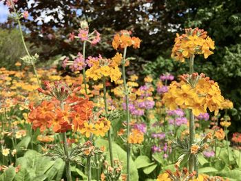 Close-up of yellow flowering plants in park