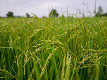 Close-up of stalks in field