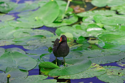 Common moorhen on leaves of water lily in lake