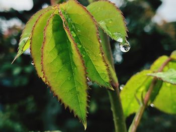 Close-up of wet plant leaves