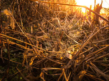 Close-up of dry plants on field during sunset