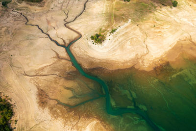 High angle view of plant on land