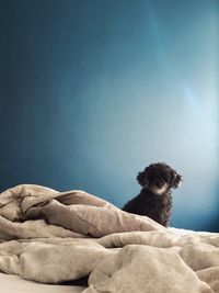 Dog relaxing on bed against wall at home