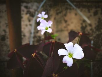 Close-up of white flowers blooming outdoors