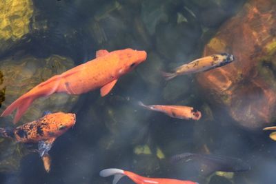 Koi fish swimming in pond