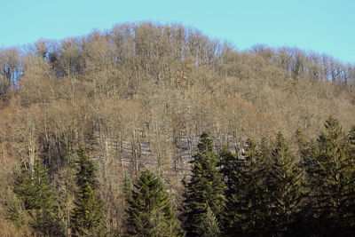 Plants growing on land against sky