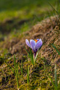 Close-up of purple crocus flowers on field