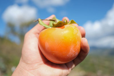 Farmer hand hold a tasty orange parsimmon fruit over bright blue sky background