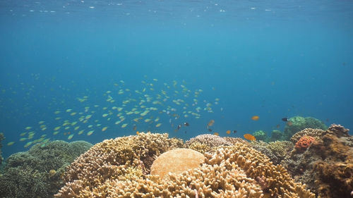Fish and coral reef. tropical fish on a coral reef. wonderful and beautiful underwater world 